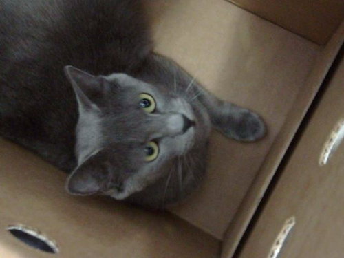 LOLA, Young Domestic Long Hair (medium coat), cat for adoption in Fort Worth, Texas
