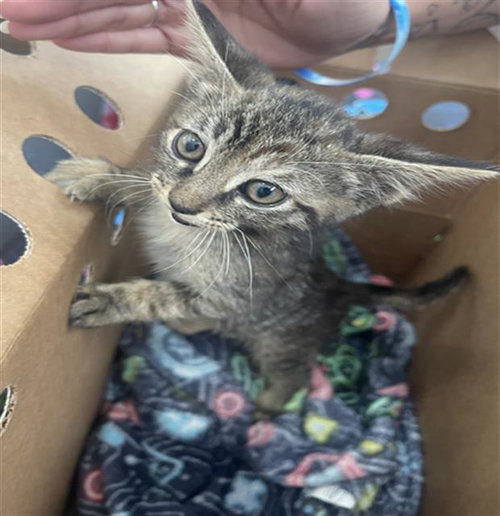 PRINCESS, Baby Domestic Short Hair (medium coat), cat for adoption in Fort Worth, Texas