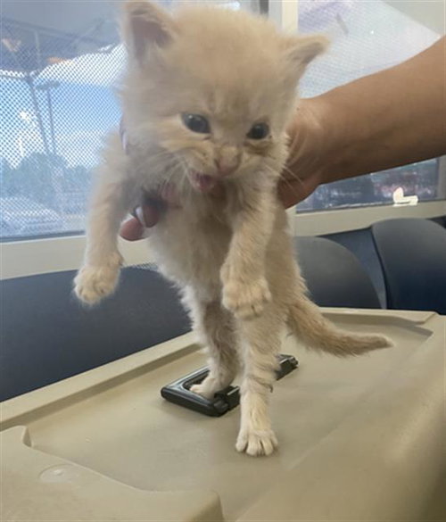 SALT, Baby Domestic Short Hair (medium coat), cat for adoption in Fort Worth, Texas