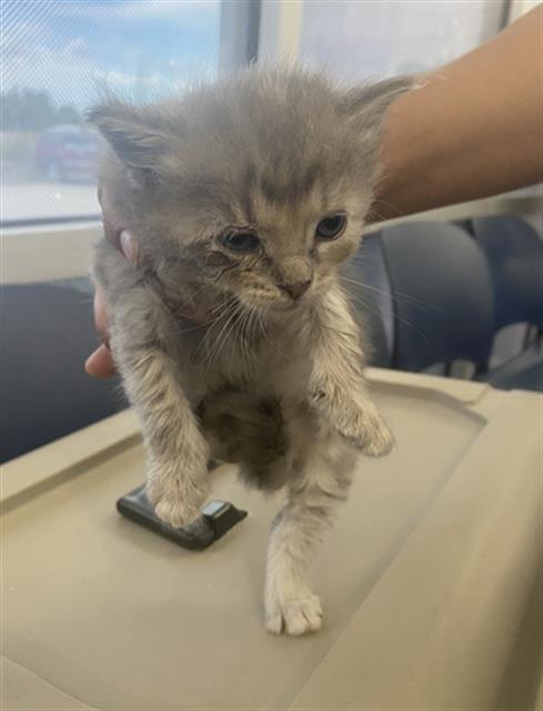 PEPPER, Baby Domestic Short Hair (medium coat), cat for adoption in Fort Worth, Texas