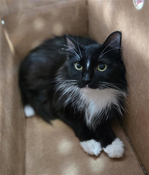 SORA, Young Domestic Long Hair (medium coat), cat for adoption in Fort Worth, Texas