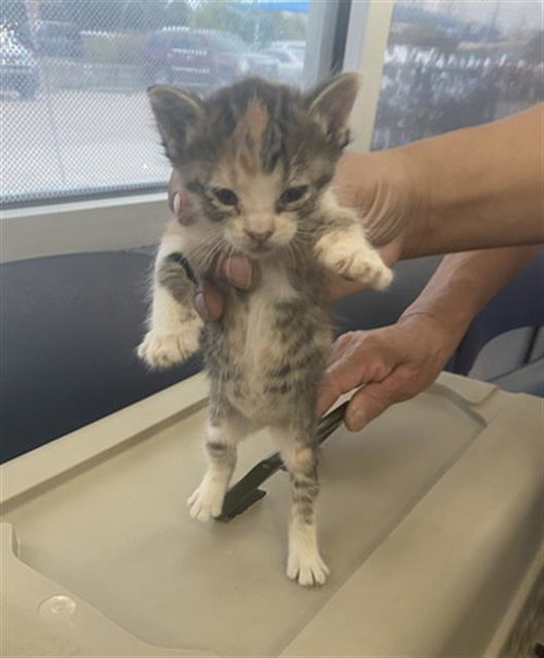 LEMON PEPPER, Baby Domestic Short Hair (medium coat), cat for adoption in Fort Worth, Texas