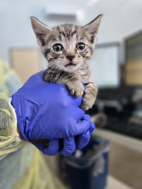 SEVERUS, Baby Domestic Medium Hair (medium coat), cat for adoption in Fort Worth, Texas
