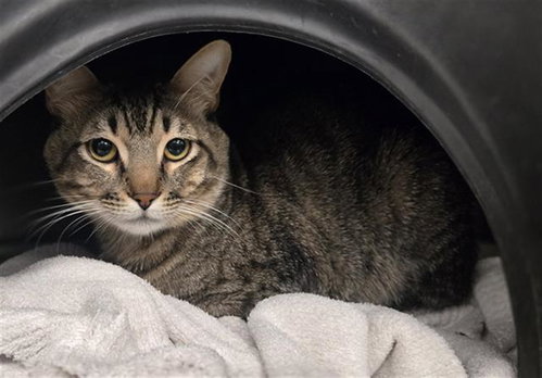 BUSTER, Young Domestic Short Hair (medium coat), cat for adoption in Bedford, Texas