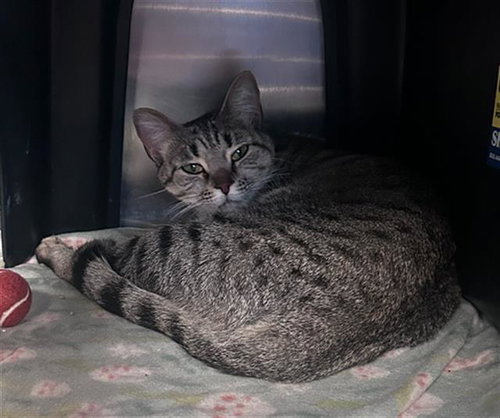 LAILA, Adult Domestic Short Hair (medium coat), cat for adoption in The Colony, Texas