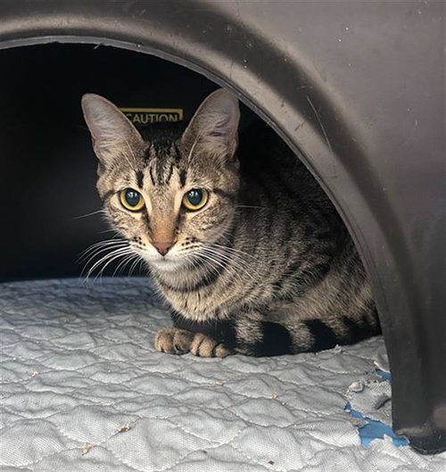 JASMINE, Young Domestic Short Hair (medium coat), cat for adoption in Hurst, Texas