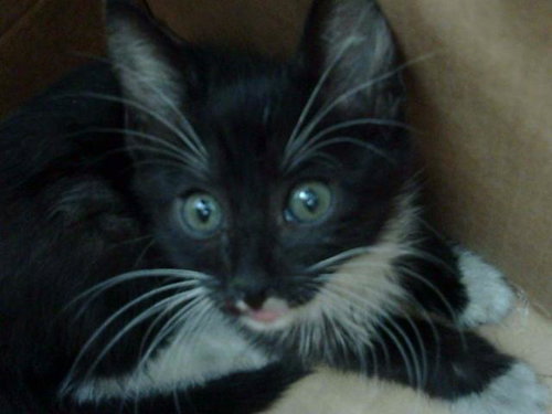 BELLATRIX, Baby Domestic Medium Hair (medium coat), cat for adoption in Fort Worth, Texas