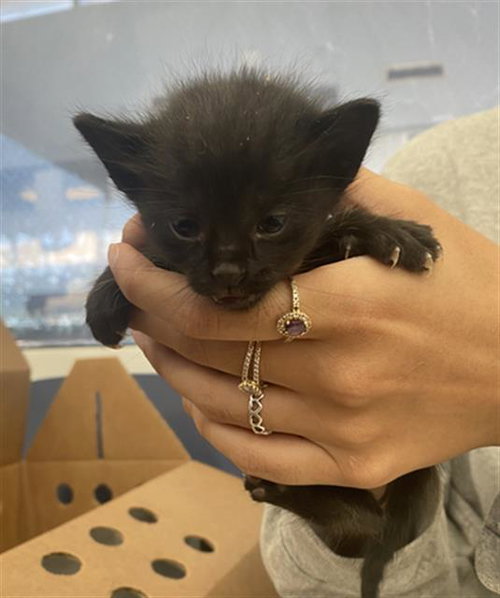 BATMAN, Baby Domestic Short Hair (medium coat), cat for adoption in Fort Worth, Texas
