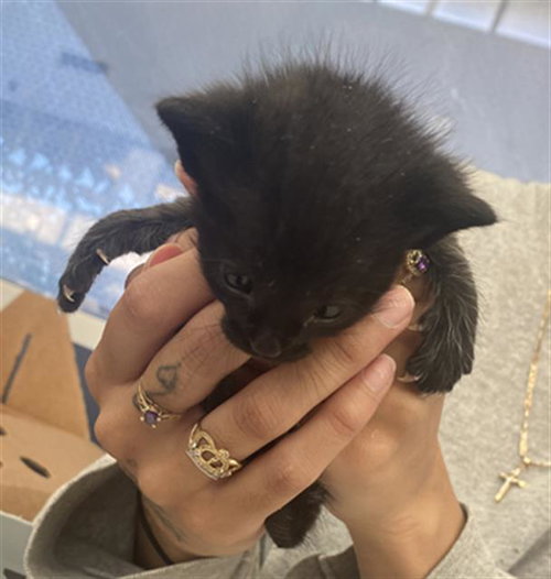 NIGHTWING, Baby Domestic Short Hair (medium coat), cat for adoption in Fort Worth, Texas