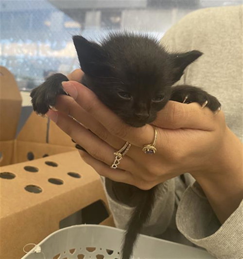 CATWOMEN, Baby Domestic Short Hair (medium coat), cat for adoption in Fort Worth, Texas