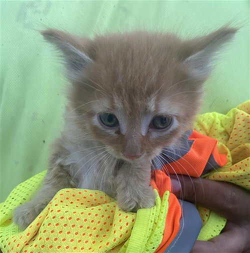 OLIVER