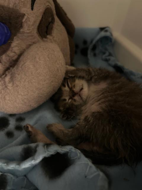 FITZ, Baby Domestic Short Hair (medium coat), cat for adoption in Hurst, Texas