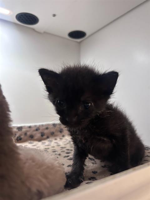 BRYCE, Baby Domestic Short Hair (medium coat), cat for adoption in Hurst, Texas