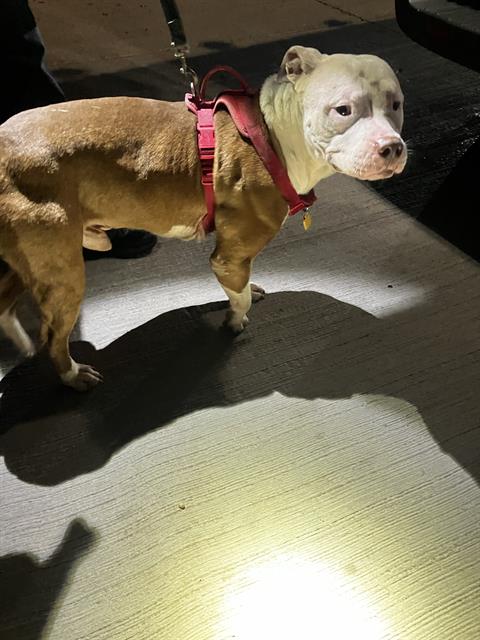 TONKA