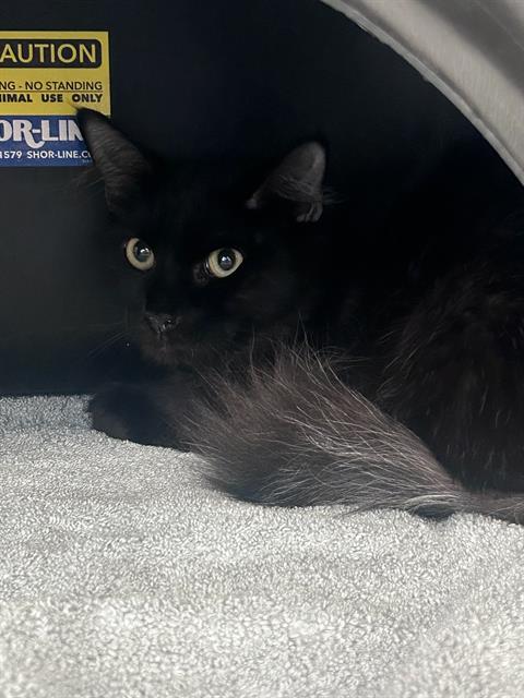 CHARLOTTE, Young Domestic Short Hair (medium coat), cat for adoption in Hurst, Texas