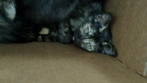 CATARINA