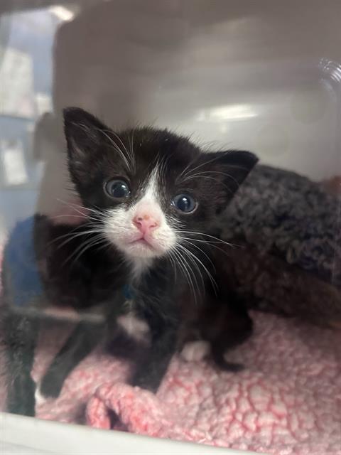 FELICITY, an adoptable Domestic Short Hair in Dallas, TX