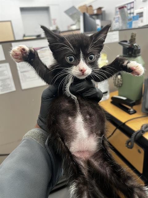 FELICITY, a cat for adoption from Dallas Animal Services