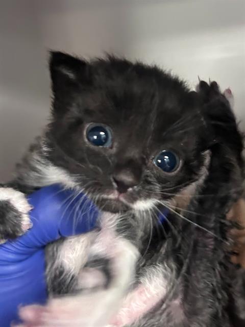 FAITH, Baby Domestic Short Hair (medium coat), cat for adoption in Hurst, Texas