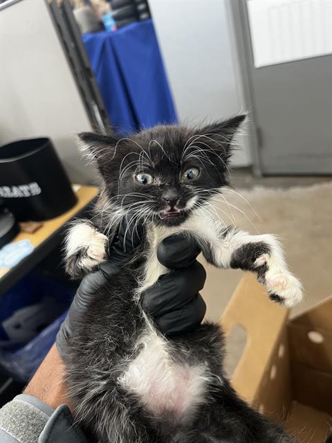 FAITH, a cat for adoption from Dallas Animal Services
