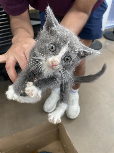 JALAPENO