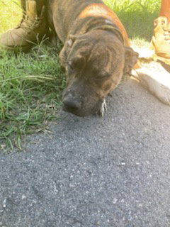 TAZ