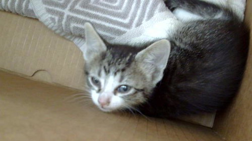 BONNEY