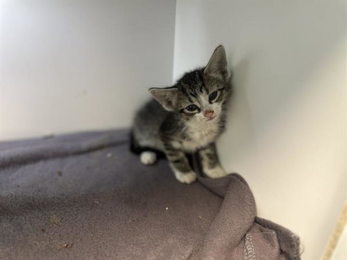 BONNEY, an adoptable Domestic Medium Hair in Dallas, TX