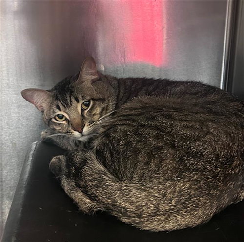SUPERNOVA, Adult Domestic Medium Hair (medium coat), cat for adoption in The Colony, Texas