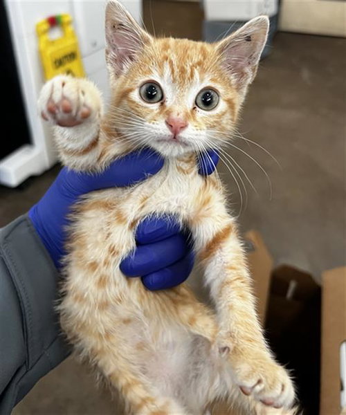 ALASTOR, Baby Domestic Short Hair (medium coat), cat for adoption in Hurst, Texas