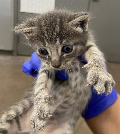 MERLIN