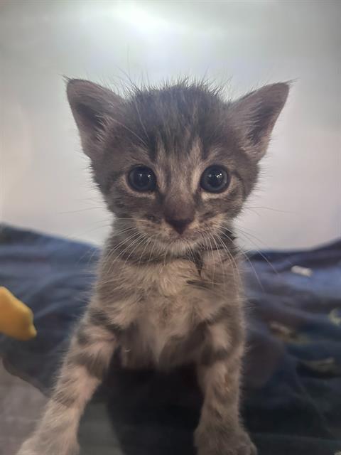MERLIN, Baby Domestic Short Hair (medium coat), cat for adoption in Hurst, Texas