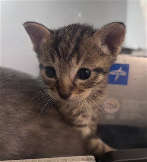 ARTHUR, Baby Domestic Short Hair (medium coat), cat for adoption in Hurst, Texas