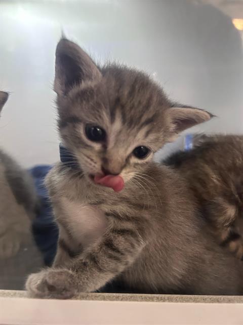 GUINEVERE, Baby Domestic Short Hair (medium coat), cat for adoption in Hurst, Texas