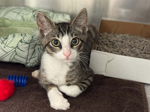 BUCK, Baby Domestic Short Hair (medium coat), cat for adoption in The Colony, Texas