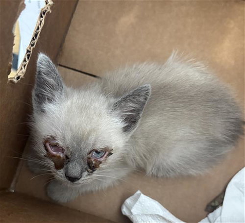FINN