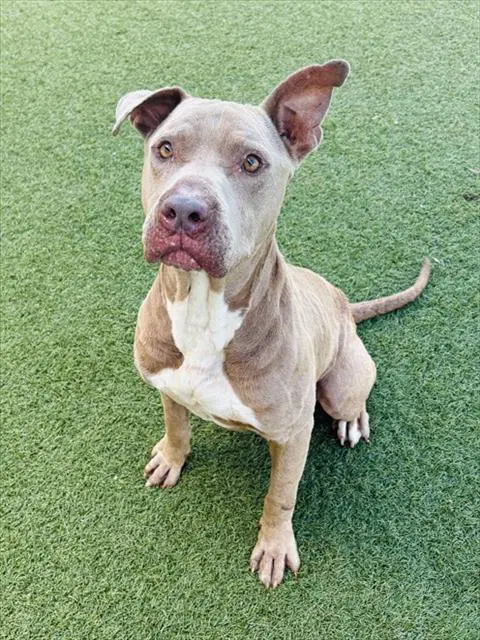 Zeus - Pit Bull Terrier