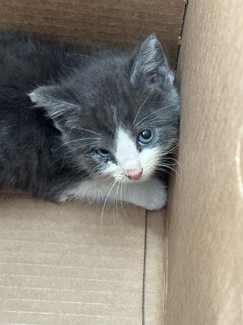 LUCKY, Baby Domestic Short Hair (medium coat), cat for adoption in The Colony, Texas