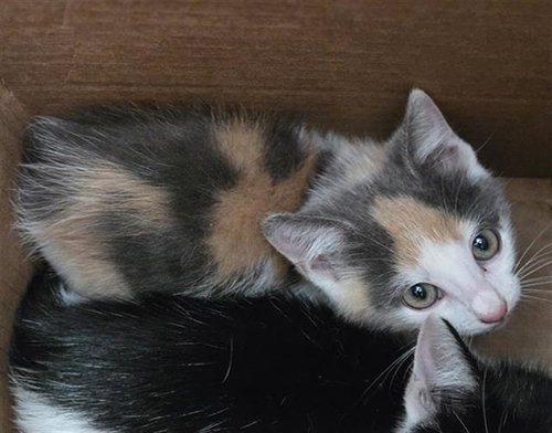 CALISTA, Baby Domestic Short Hair (medium coat), cat for adoption in The Colony, Texas
