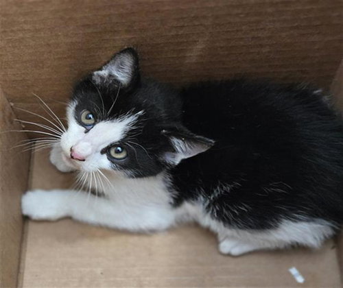 CORNELIUS, Baby Domestic Short Hair (medium coat), cat for adoption in The Colony, Texas