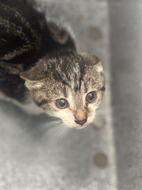 BONNIE, Baby Domestic Short Hair (medium coat), cat for adoption in The Colony, Texas