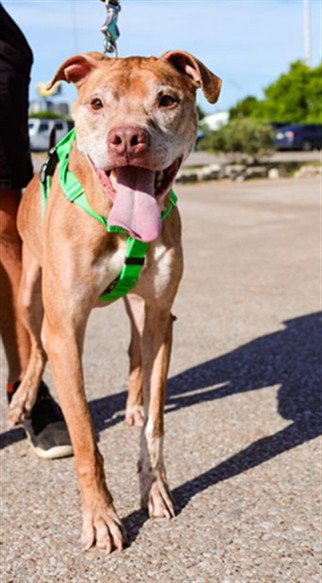 TYSON Image