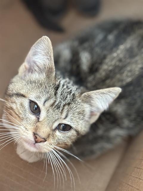 MAUI, Baby Domestic Short Hair (medium coat), cat for adoption in The Colony, Texas