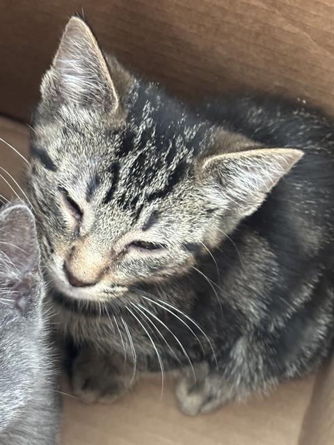 HONEY, Baby Domestic Short Hair (medium coat), cat for adoption in The Colony, Texas