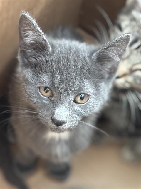DANE, Baby Domestic Short Hair (medium coat), cat for adoption in The Colony, Texas