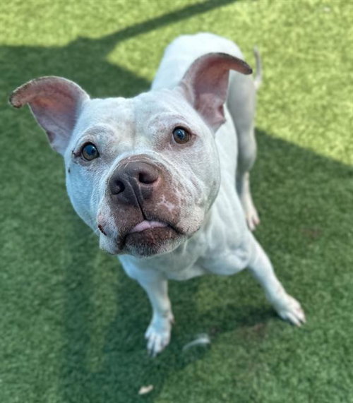 SNOW - Pit Bull Terrier available for adoption
