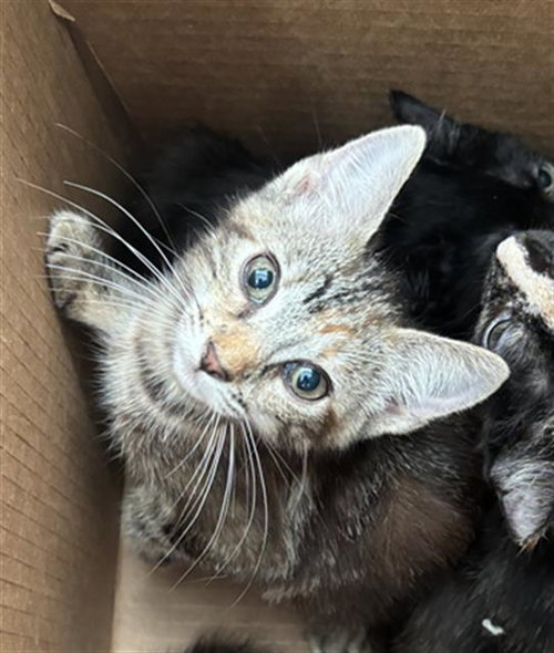 SUMMER, Baby Domestic Short Hair (medium coat), cat for adoption in Mesquite, Texas