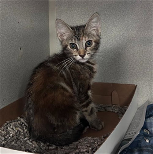 SUMMER, Baby Domestic Short Hair (medium coat), cat for adoption in Arlington, Texas