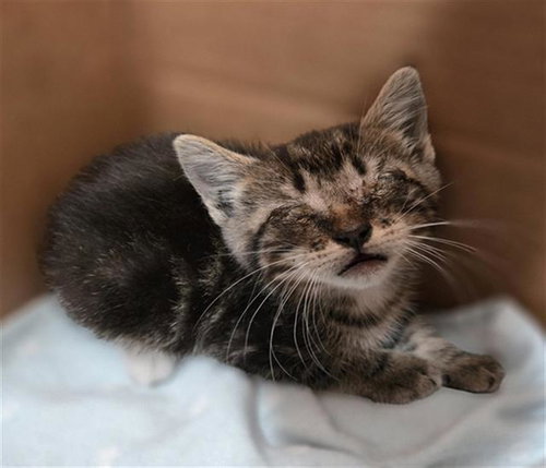 NAT, Baby Domestic Short Hair (medium coat), cat for adoption in Mesquite, Texas