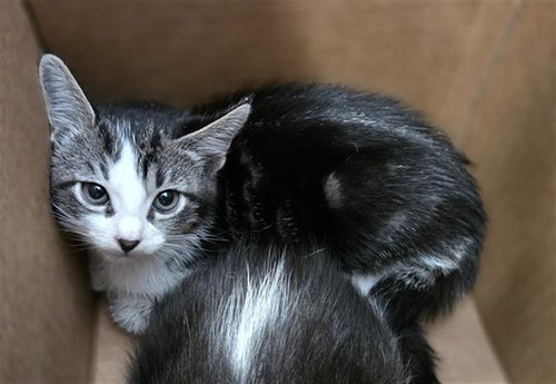 DONOVAN, Baby Domestic Short Hair (medium coat), cat for adoption in Mesquite, Texas
